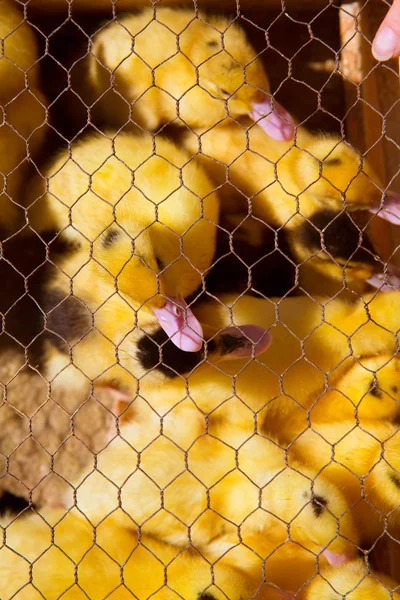 Ducklings in yellow and black under wire mesh — Stock Photo, Image