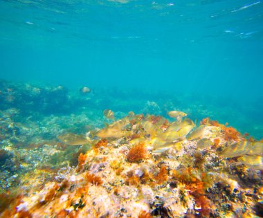 Akdeniz sualtı salema balık okul ile