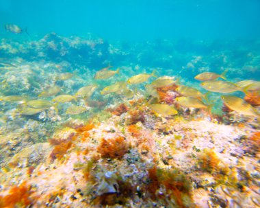 Mediterranean underwater with salema fish school clipart