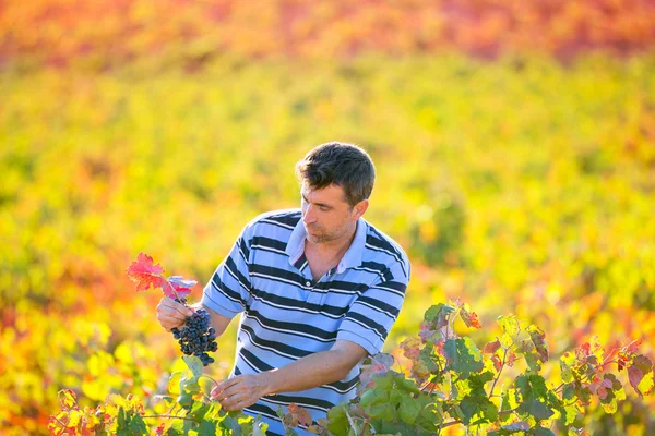 Farmář muž ve vinici sklizeň podzimní listy v Středomoří — Stock fotografie