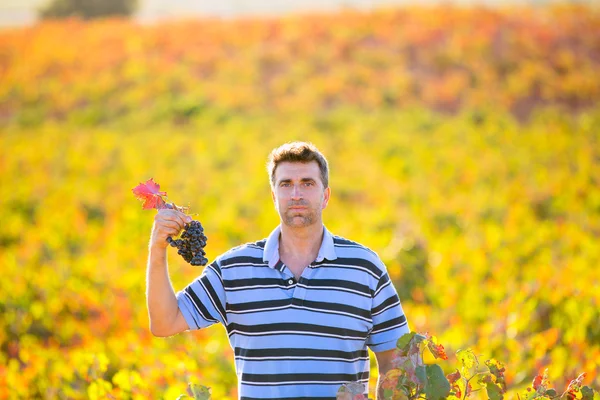 Farmer man in vineyard harvest autumn leaves in mediterranean — Stock Photo, Image