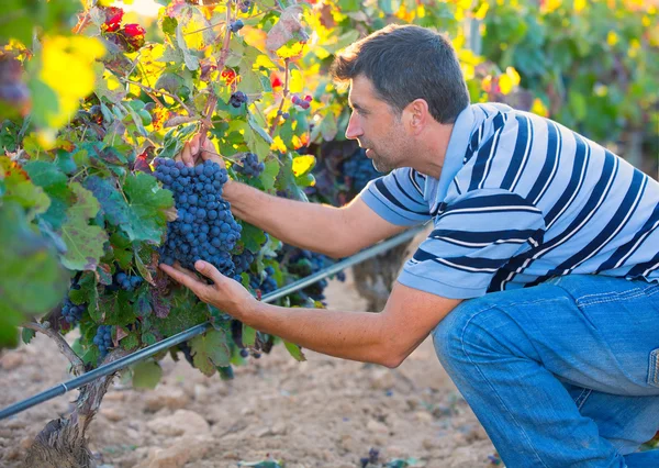 Rolnik człowieka w winnicy zbiorów jesieni pozostawia w śródziemnomorskiej — Zdjęcie stockowe