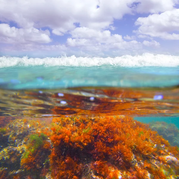Mediterranean underwater seaweed algae in Denia Javea — Stock Photo, Image