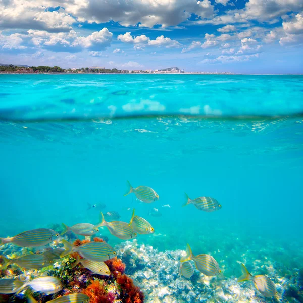 Denia alicante marineta casiana stranden fiskar under vattnet — Stockfoto