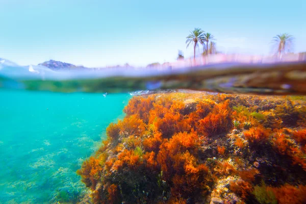 Akdeniz sualtı deniz yosunu denia alicante İspanya — Stok fotoğraf