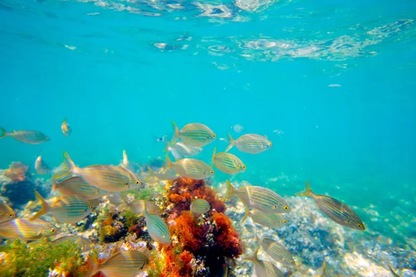 Méditerranéenne sous-marine avec école de poissons salema — Photo