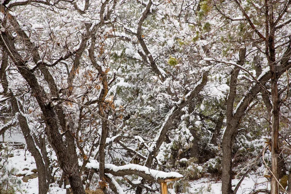 Nevada usa jarní sníh na stromech — Stock fotografie