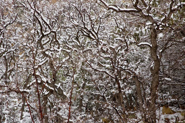 Nevada USA spring snow in the trees — Stock Photo, Image