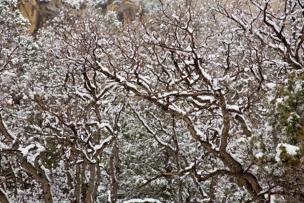 内华达州美国春雪在树上 — 图库照片