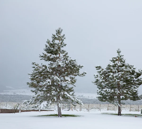 美国内华达州第一场雪在公园 — 图库照片