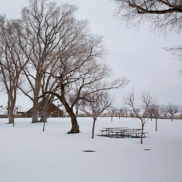 Nevada USA première neige dans le parc — Photo