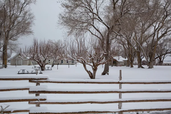 เนวาดา สหรัฐอเมริกา หิมะแรกในสวน — ภาพถ่ายสต็อก