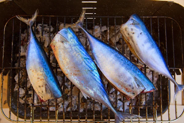 Ikan tuna barbekyu dengan bonito sarda dan tunny kecil — Stok Foto