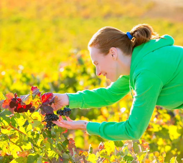 Agricoltore donna in vigna raccolto autunno in mediterraneo — Foto Stock