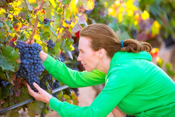 Farmer woman in vineyard harvest autumn in mediterranean — Stock Photo, Image