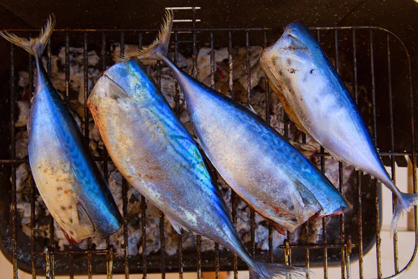 Tuna fish barbecue with bonito sarda and little tunny — Stock Image Tuna fish barbecue with bonito sarda and little tunny Royalty Free Stock Images