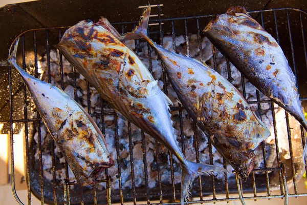 Tuna fish barbecue with bonito sarda and little tunny — Stock Image Tuna fish barbecue with bonito sarda and little tunny Stock Image