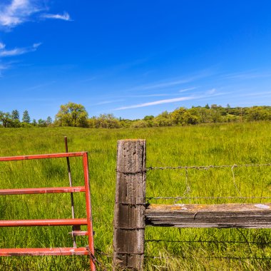 Mavi gökyüzü bahar günü'California meadow çiftliği