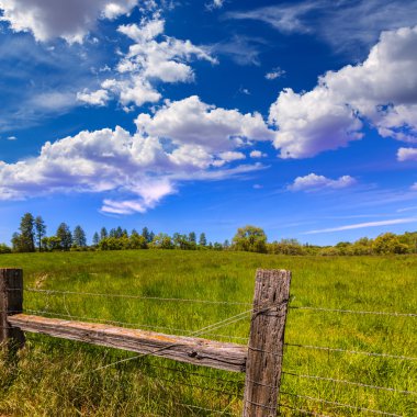 Mavi gökyüzü bahar günü'California meadow çiftliği