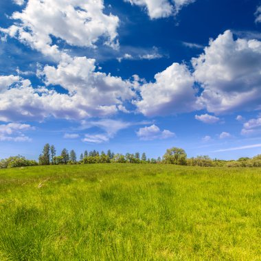 Mavi gökyüzü bahar günü'California meadow çiftliği