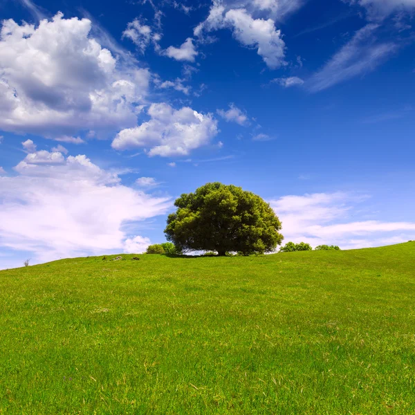 California meadow hills with oak tree Stock Image