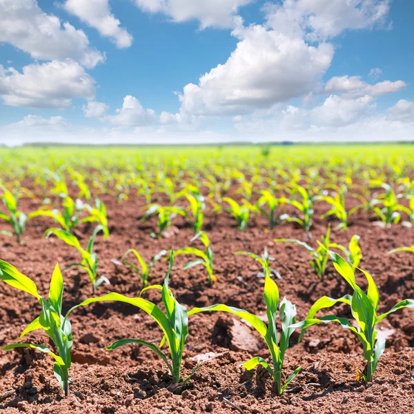 Maïs velden spruiten in rijen in Californië landbouw — Stockfoto