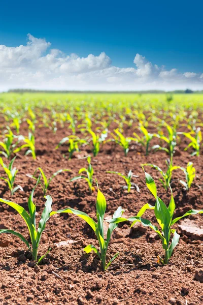 Brotos de campos de milho em fileiras na agricultura da Califórnia — Fotografia de Stock