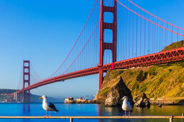 San francisco golden gate Köprüsü martı Kaliforniya — Stok fotoğraf