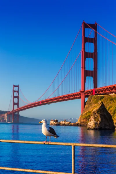 San Francisco Golden Gate Bridge mouette Californie — Photo