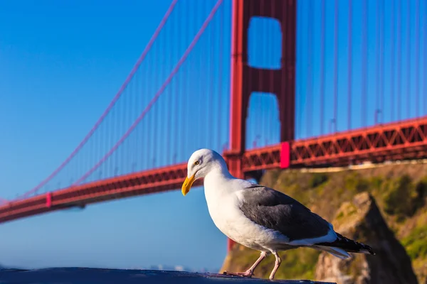 Калифорнийская чайка через Золотые ворота Сан-Франциско — стоковое фото