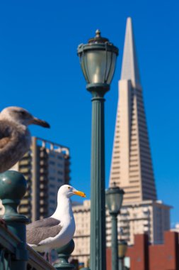 san francisco martı pier 7 şehir merkezinde, Kaliforniya