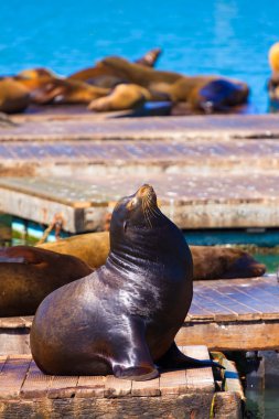 san francisco pier 39 deniz feneri ve mühürler Kaliforniya