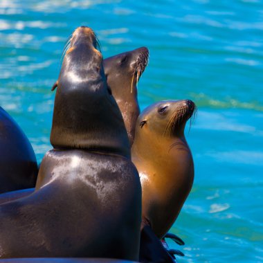 san francisco pier 39 deniz feneri ve mühürler Kaliforniya
