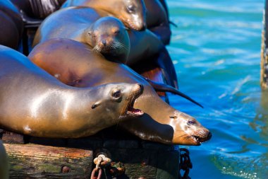 san francisco pier 39 deniz feneri ve mühürler Kaliforniya