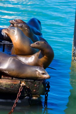 san francisco pier 39 deniz feneri ve mühürler Kaliforniya