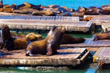 san francisco pier 39 deniz feneri ve mühürler Kaliforniya