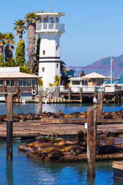 san francisco pier 39 deniz feneri ve mühürler Kaliforniya