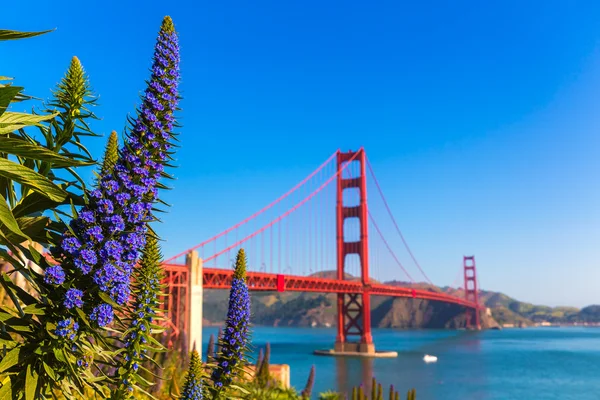 Golden Gate Bridge San Francisco fiori viola California — Foto Stock