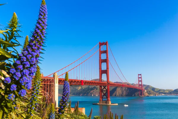 Golden Gate Bridge São Francisco flores roxas Califórnia — Fotografia de Stock