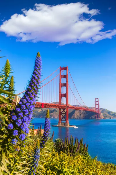 Golden gate bridge Kalifornie san francisco fialové květy — Stock fotografie