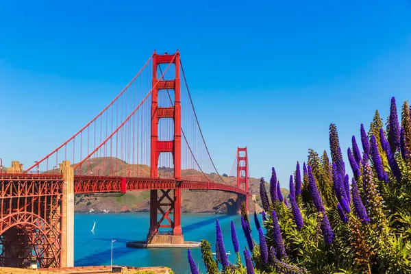 Golden Gate Bridge São Francisco flores roxas Califórnia — Fotografia de Stock