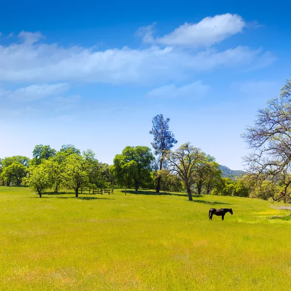 Sötét ló california rétek gyepek — Stock Fotó