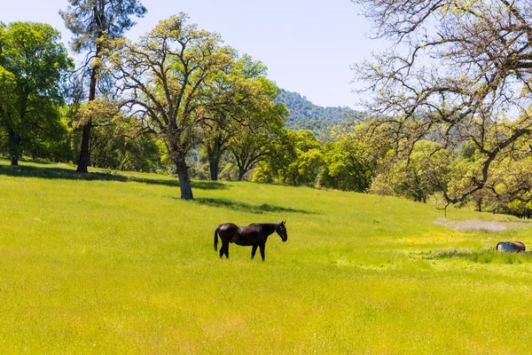 Dark horse in Californië weiden graslanden — Stockfoto