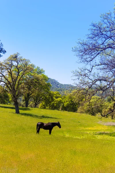 Тёмная лошадь в Калифорнии луга — стоковое фото