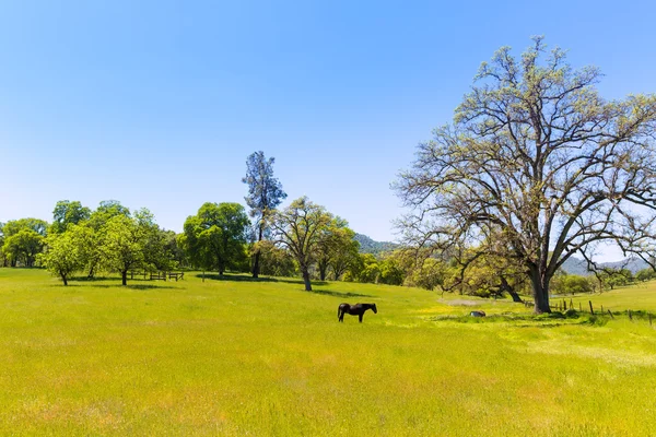 Dark horse in California meadows grasslands — Stock Photo, Image