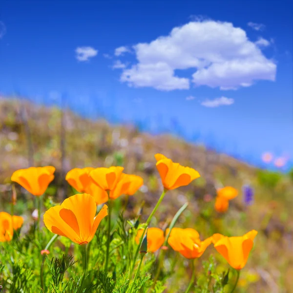 Poppies flores de papoula em laranja nos campos de primavera da Califórnia — Fotografia de Stock