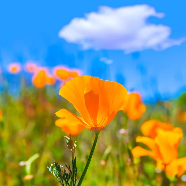 Poppies poppy flowers in orange at California spring fields — Stock Photo, Image