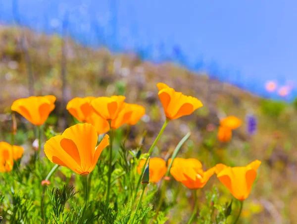 カリフォルニア州のスプリング フィールドでオレンジのポピー ポピー花 — ストック写真