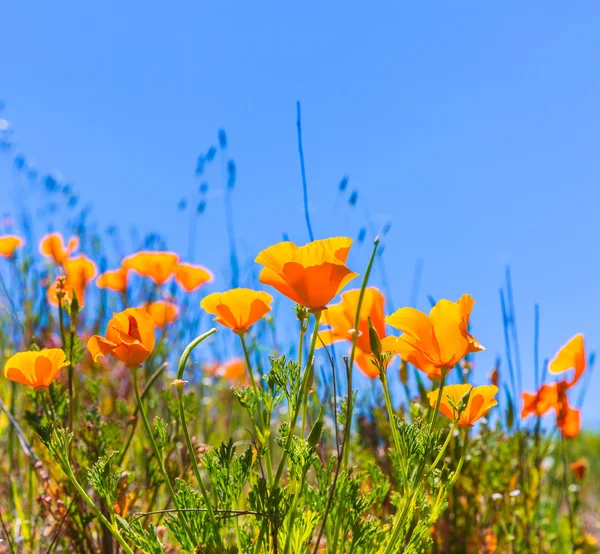 Poppy poppies bloemen in oranje aan Californië lente velden — Stockfoto