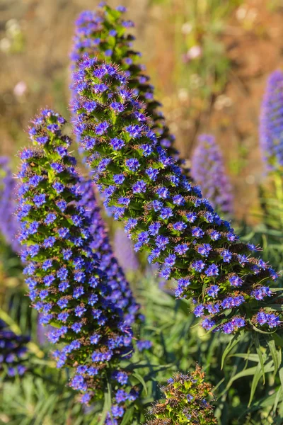 Echium candicans orgoglio dei fiori viola di Madeira — Foto Stock